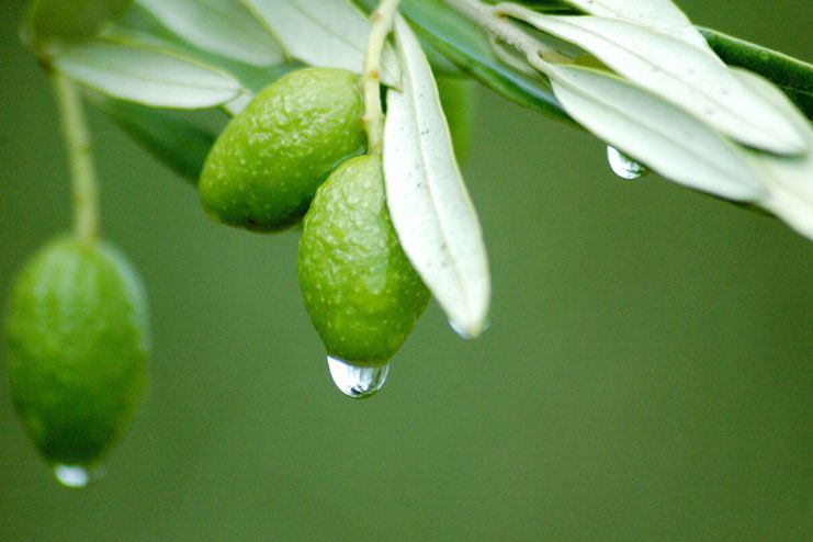 Olive Leaves01.jpg